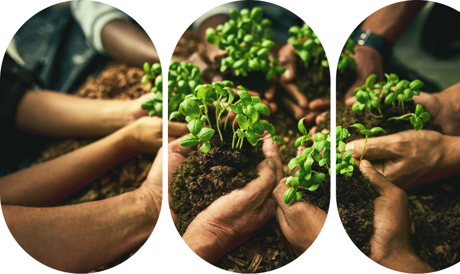Group of people growing a sustainable environment